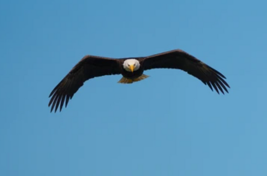 What Is the Average Wingspan of Basketball Players